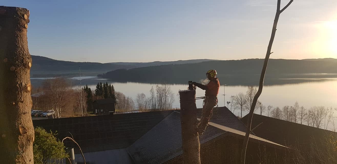 Skogrydding i Midt-Norge